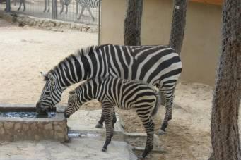 antalya hayvanat bahçeleri