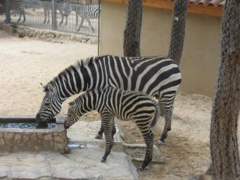 antalya hayvanat bahçesi